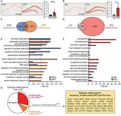 Genes Bound by ΔFosB in Different Conditions With Recurrent Seizures Regulate Similar Neuronal Functions